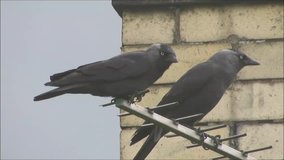 Two crows perched on a TV aerial on a rainy and windy day in the United Kingdom. Jackdaws (Corvus monedula), part of the corvid family, are also known as the Eurasian, European and Western jackdaw.