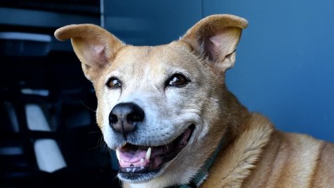 Senior dog panting in the heat with blue background, shot 3. A heeler mix enduring a hot summer day inside.