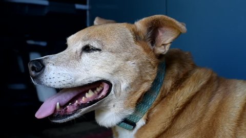 Senior dog panting in the heat with blue background, shot 1. A heeler mix enduring a hot summer day inside.