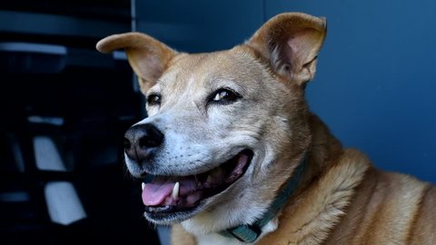Senior dog panting in the heat with blue background, shot 2. A heeler mix enduring a hot summer day inside.