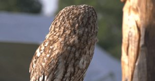 4K video footage view of beautiful owl sitting and resting near the fields area around Borodino village 100 km west of  Moscow, capital of Russia in sunny summer morning