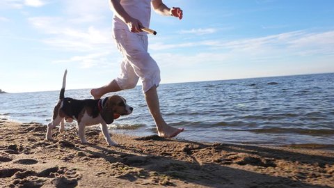 Man run with cute young beagle on beach, toss stick, dog rush forward, slow motion tracking shot. Guy play fetch game with small dog at sunny shore of lake. Long funny ears of puppy fly in air