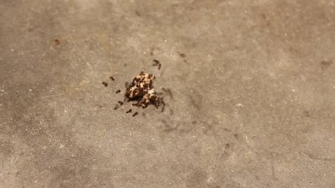 Ant Colony Carrying Away Bread Time Lapse