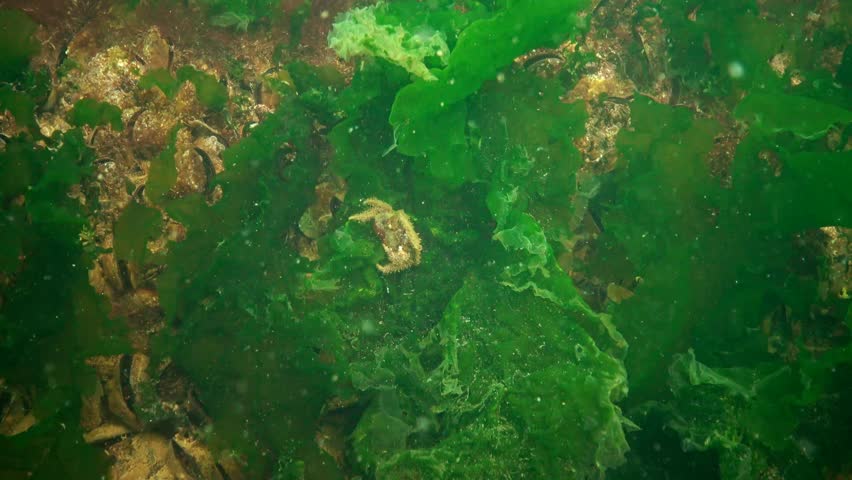 A crab is laying eggs in the water. Pilumnus hirtellus, the bristly crab or hairy crab, is a species of European crab