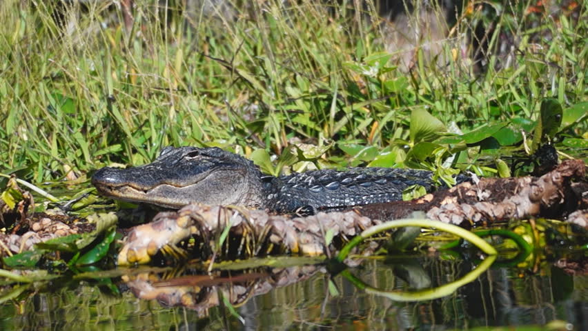 American Alligator in south Georgia swamp
