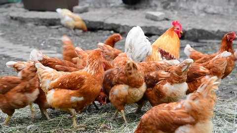 Breeding hens in poultry house