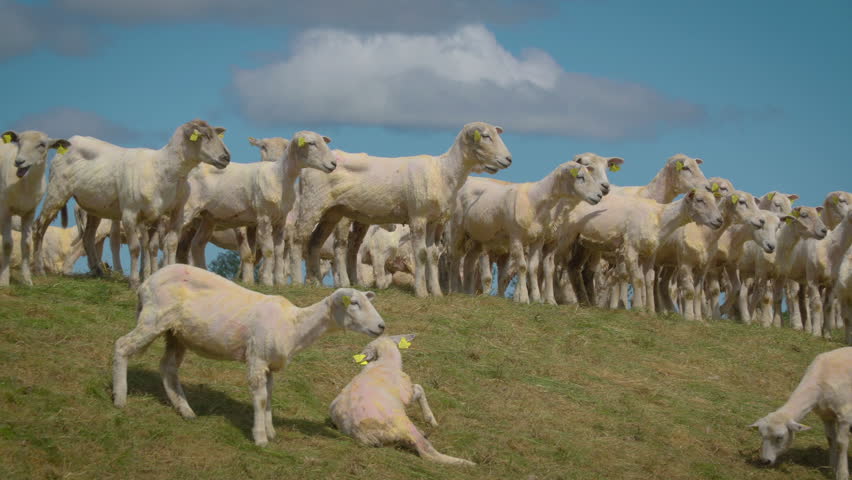 The flock of white sheeps standing on the hill being locked on the pen on a sunny day