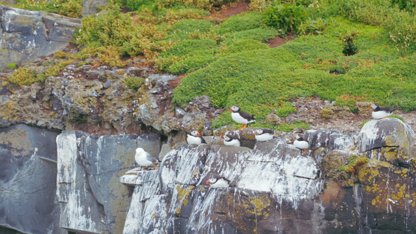 Puffins on top of a cliff on the Isle of May. Graded in Premiere Pro with Filmconvert.