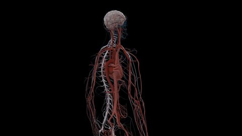 posterolateral rotation of realistic 3D anatomical model highlighting central nervous system and showing increased blood flow to brain