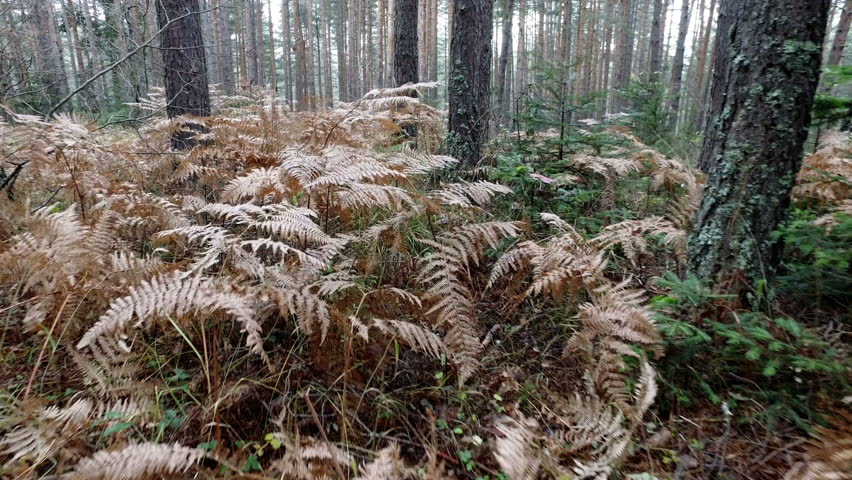 Walking pov at the Jedediah Smith Redwood State Park. It shows the giant old growth redwoods, which are around 2500 years old. There are ferns growing all around them