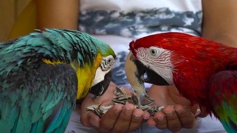 parrots eating seeds at hand