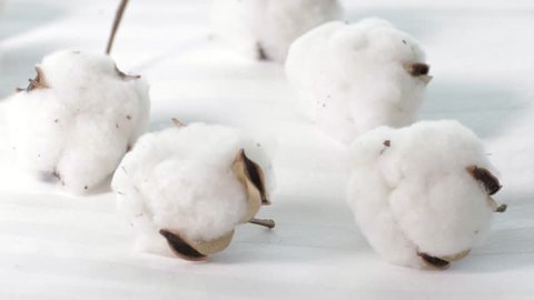Cotton plant buds on a white bed cloths. Closeup
