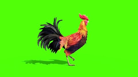 Rooster Plumage Walkcycle Side Green Screen 3D Rendering Animation