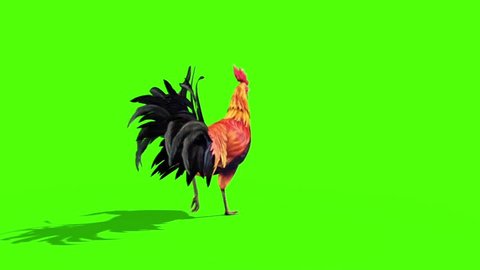 Rooster Plumage Walks Back Green Screen 3D Rendering Animation