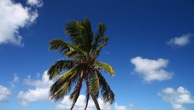 This is a video of a palm tree in the Florida keys.  The palm is blowing in the wind with a Pretty blue sky and white clouds.