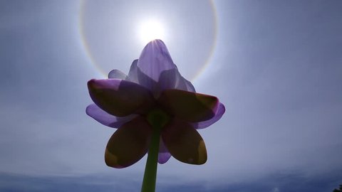 Silhouette beautiful purple lotus. Lotus's first flower of the world. Halo is background. Halo is phenomenon of light that occurs in the upper stratigraphic space which is the location of many clouds.