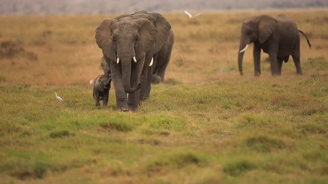 Elephant mother and calf 