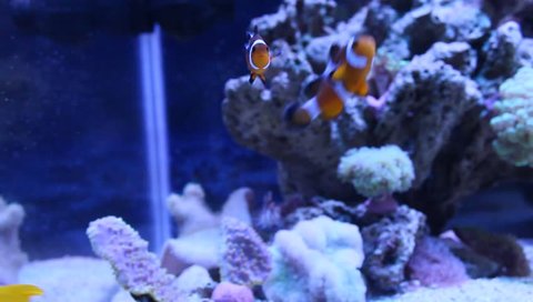 Popular aquarium fish in tropical aquarium