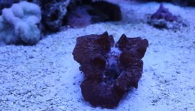 Maxima purple aquarium clam