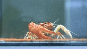 Video crayfish feeding by red worm in mirror box contain mineral water