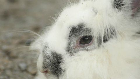 Close up face of a white rabbit.