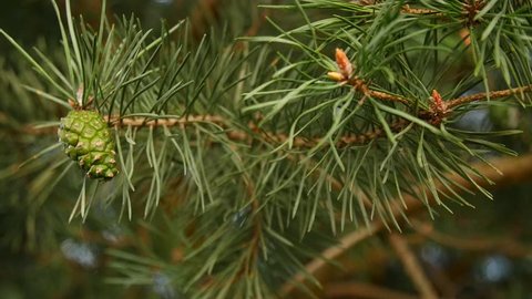 Pine branches with green cones in detail.
