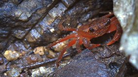 Tiny. red waterfall crab. a semi terrestreal species. hiding amongst the rocks at a wildlife preserve in Thailand. FullHD 1080p footage