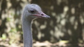 Head and neck of a cute. young ostrich in extreme zoom. FullHD footage
