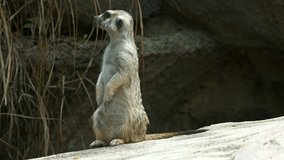 One meerkat guards the peace of his family. Video FullHD 1080p