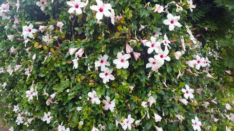 Large hibiscus bush with many white flowers, lush green colorful plant