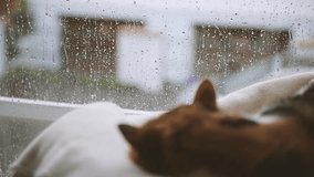 Hurricane with heavy rain outside and warm atmosphere inside with cute cat sleeping near the window on fall rainy day