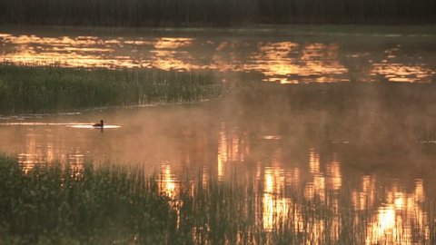 Sunrise paints the lake a warm gold color as mist drifts across the water and a duck swims calmly to the serenade of other birds.