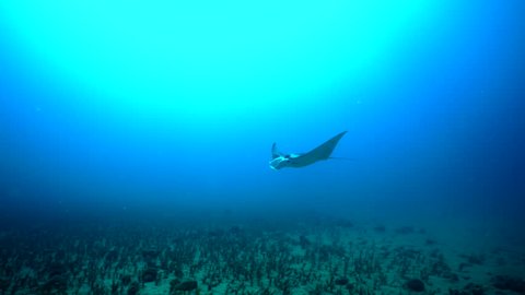 A single manta ray gracefully swims around over a sandy sea floor in the clear blue tropical ocean.