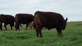 Bullocks grazing and chewing the cud in a grassy field. Late Summer UK - Powered by Shutterstock - Get 15% off with code: PIKWIZARD15