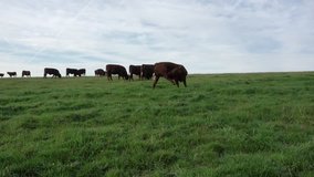 Bullocks grazing and chewing the cud in a grassy field.Late Summer UK - Powered by Shutterstock - Get 15% off with code: PIKWIZARD15