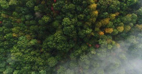 A straight down aerial view of a foggy Western Pennsylvania forest on an early Autumn morning.  	