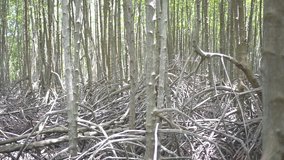 Mangrove forest ,Smooth video panning 
