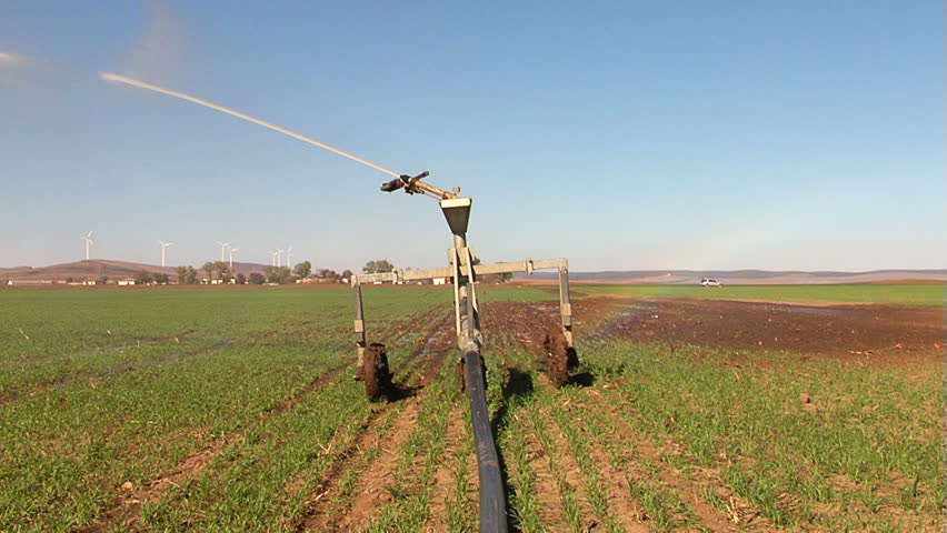 Pivot irrigation in progress on a wheat farm.
