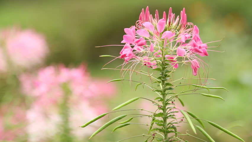 Close Up of a Beautiful Cleome Spinosa