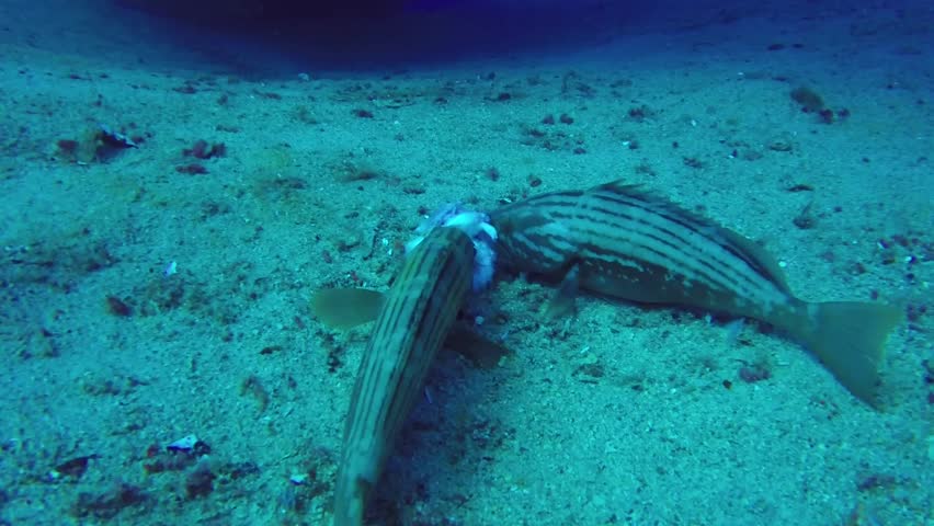 Preying fish