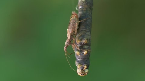 Assassin bug (Heteroptera) sucking out a caterpillar