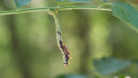 Assassin bug (Heteroptera) sucking out a caterpillar