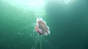 Medusa jellyfish underwater on green background of White Sea.Unique interesting video close up. Predators of marine life in clean clear pure and transparent water in search of food.
