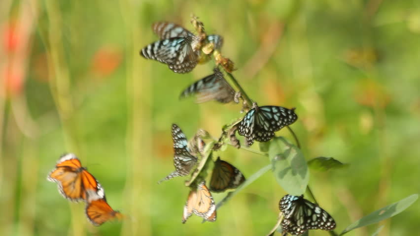 small group of butterflies.