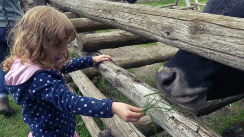 A little girl feeds a cow fresh green grass. The animal is closed in and only its snout is visible.