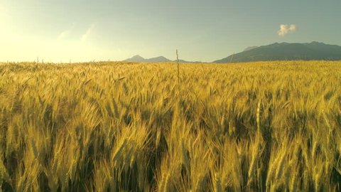 AERIAL, CLOSE UP: Flying above vast yellow wheat field under majestic rocky mountains on tranquil sunny morning. Barley heads swaying in the wind at sunrise. Rye swinging in gentle breeze at sunset