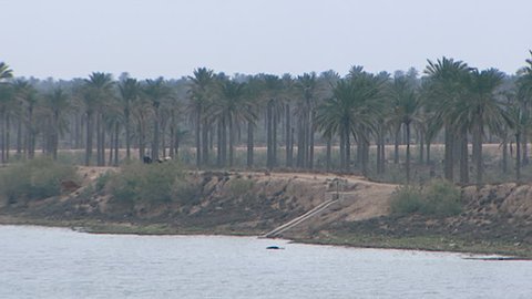 BASRA, IRAQ - CIRCA 2002: View of date palm groves on the banks of Shatt Al-Arab. The river is formed by the confluence of the Euphrates and Tigris rivers and runs into the Arabian Gulf.