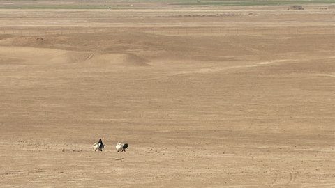 WARKA, IRAQ - CIRCA 2002: WIDE SHOT of a veiled woman with two mules laden with goods, crossing the desert in Warka site of the ancient city of Uruk, capital of the legendary king Gilgamesh.