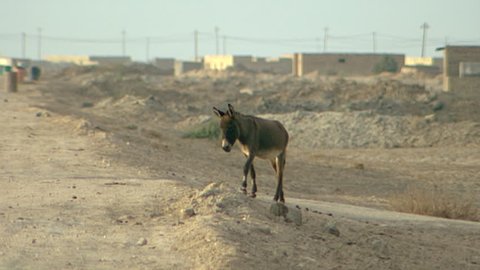 WARKA, IRAQ - CIRCA 2002: View of a donkey crossing a village road. Warka is the location of the ancient city of Uruk, one of the first cites in history.