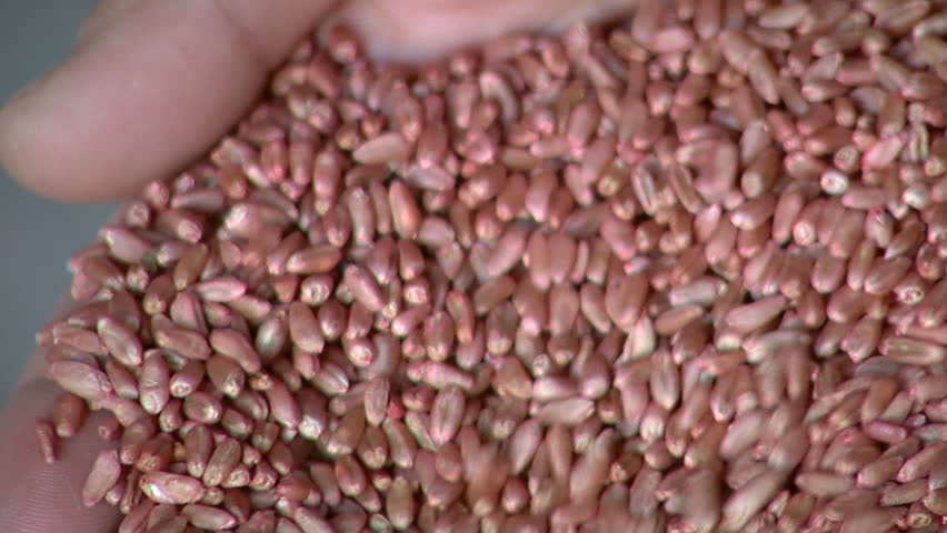 Wheat in farmer's hand